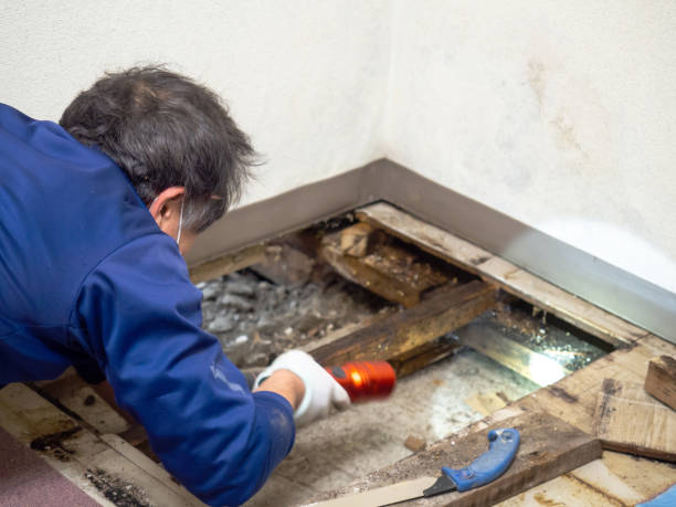 Best Kitchen Mold Remediation in Lahoma City, OK