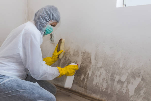 Best Basement Mold Remediation in Lahoma City, OK