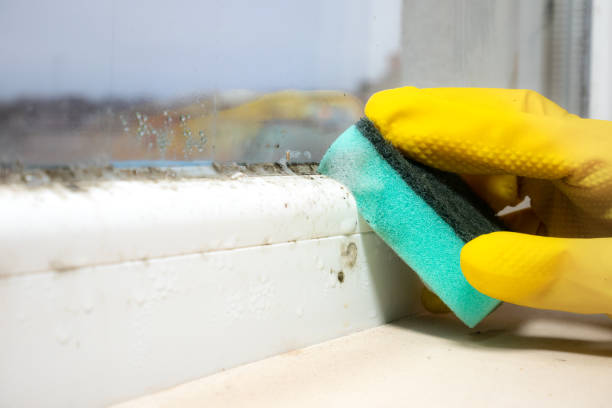  Lahoma City, OK Mold Removal Pros