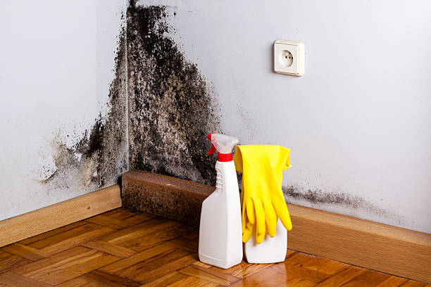 Trusted Oklahoma City, OK Mold Remediation Experts