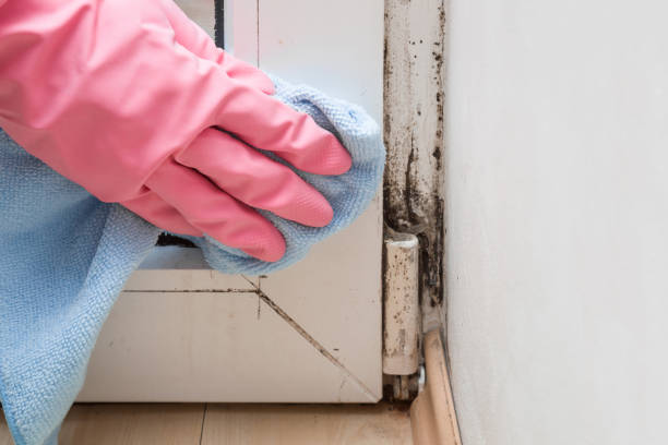 Best Localized Mold Remediation (e.g., coastal areas, humid climates) in Lahoma City, OK